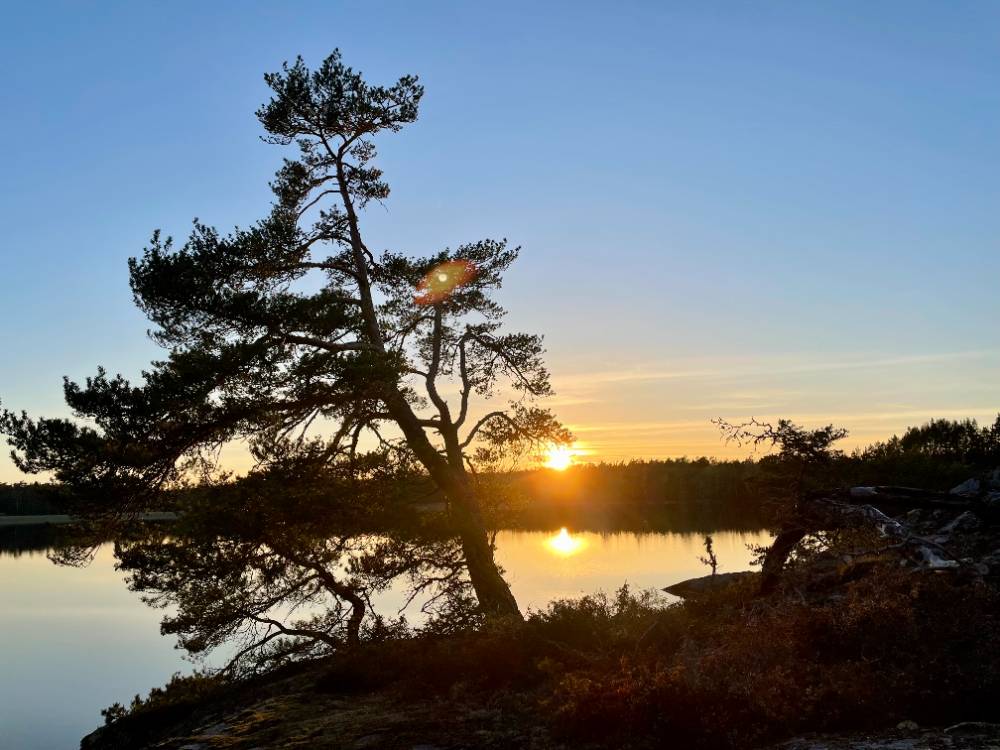 A tree stands silhouetted on a lakeshore at sunset. The sky is clear, and the sun is low on the horizon, reflecting off the calm water. Vegetation is visible around the tree and in the background.